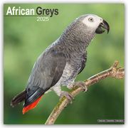 African Greys - Graupapageien 2025 - 16-Monatskalender  9781804604120