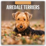 Airdale Terriers - Airdale Terrier 2025 - 16-Monatskalender  9781804424162