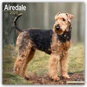 Airedale Terrier 2025 - 16-Monatskalender  9781804603024
