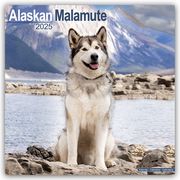 Alaskan Malamute 2025 - 16-Monatskalender  9781804603048