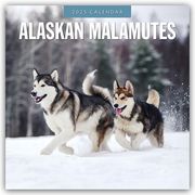 Alaskan Malamutes - Alaskischer Malamute 2025 - 16-Monatskalender  9781804424186