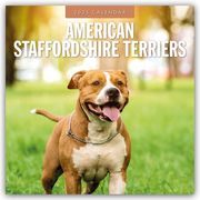 American Staffordshire Terriers - American Staffordshire Terrier 2025 - 16-Monatskalender  9781804424209