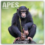 Apes - Affen 2025 - 16-Monatskalender  9781804604182