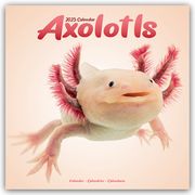 Axolotls - Mexikanischer Schwanzlurch 2025 - 16-Monatskalender  9781804604205