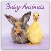 Baby Animals - Tierbabys 2025 - 16-Monatskalender  9781804604212