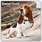 Basset Hound - Bassets 2025- 16-Monatskalender  9781804603093