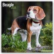Beagle 2025 - 16-Monatskalender  9781804603109