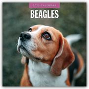 Beagles - Beagle 2025 - 16-Monatskalender  9781804424247