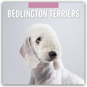 Bedlington Terrier - Bedlington Terriers 2025 - 16-Monatskalender  9781804424261