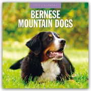 Bernese Mountain Dog - Berner Sennenhund 2025 - 16-Monatskalender  9781804424285