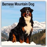 Bernese Mountain Dog - Berner Sennenhund 2025 - 16-Monatskalender  9781804603147