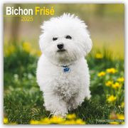 Bichon Frisé - Gelockter Bichon 2025- 16-Monatskalender  9781804603154
