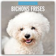 Bichon Frisés - Bichon Frisé 2025 - 16-Monatskalender  9781804424292