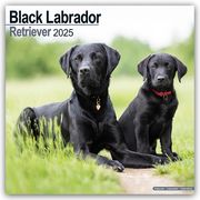 Black Labrador Retriever - Schwarzer Labrador 2025 - 16-Monatskalender  9781804603598