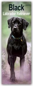 Black Labrador Retriever - Schwarze Labrador Retriever 2025  9781804605110