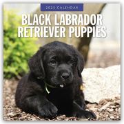 Black Labrador Retriever Puppies - Schwarze Labrador Retriever Welpen 2025 - 16-Monatskalender  9781804424308