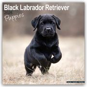 Black Labrador Retriever Puppies - Schwarze Labradorwelpen 2025 - 16-Monatskalender  9781804604076
