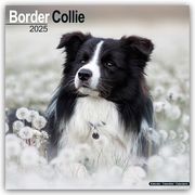 Border Collie 2025 - 16-Monatskalender  9781804603161