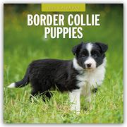 Border Collie Puppies - Border Collie Welpen 2025 - 16-Monatskalender  9781804424322