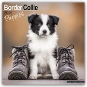 Border Collie Puppies - Border Collie Welpen 2025 - 16-Monatskalender  9781804604021
