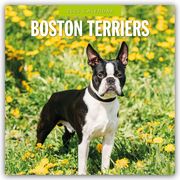 Boston Terriers - Boston Terrier 2025 - 16-Monatskalender  9781804424360