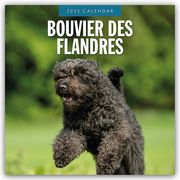 Bouvier des Flandres 2025 - 16-Monatskalender  9781804424377