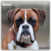 Boxer 2025 - 16-Monatskalender  9781804603215