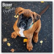 Boxer Puppies - Boxer Welpen 2025 - 16-Monatskalender  9781804604038