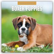 Boxer Puppies - Deutsche Boxer Welpen 2025 - 16-Monatskalender  9781804424384