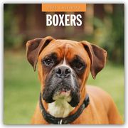 Boxers - Deutscher Boxer 2025 - 16-Monatskalender  9781804424391