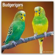 Budgerigars - Wellensittiche 2025 - 16-Monatskalender  9781804604137