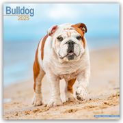 Bulldog - Bulldoggen 2025 - 16-Monatskalender  9781804603246