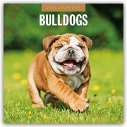 Bulldogs - Bulldoggen 2025 - 16-Monatskalender  9781804424414