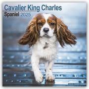 Cavalier King Charles Spaniel 2025 - 16-Monatskalender  9781804603260