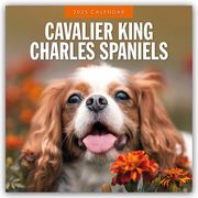 Cavalier King Charles Spaniels - Cavalier King Charles Spaniel 2025 - 16-Monatskalender  9781804424445