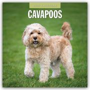 Cavapoos - Cavapoo 2025 - 16-Monatskalender  9781804424452