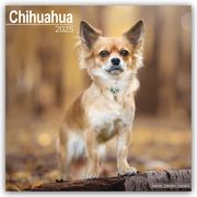 Chihuahua 2025 - 16-Monatskalender  9781804603284