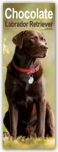 Chocolate Labrador Retriever - Schokoladenfarbener Labrador Retriever 2025  9781804605127