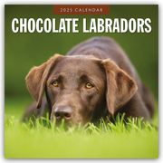 Chocolate Labrador Retrievers - Schokoladenbraune Labrador Retriever 2025 - 16-Monatskalender  9781804424476