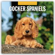 Cocker Spaniels - Cocker Spaniel 2025 - 16-Monatskalender  9781804424506