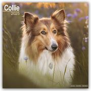Collie 2025 - 16-Monatskalender  9781804603314