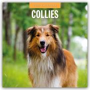 Collies - Collie 2025 - 16-Monatskalender  9781804424513