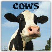 Cows - Kühe 2025 - 16-Monatskalender  9781804604281
