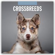 Crossbreeds - Hundemischlinge - Mischlingshunde 2025 - 16-Monatskalender  9781804424520