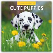 Cute Puppies - Niedliche Hundewelpen 2025 - 16-Monatskalender  9781804423820