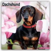 Dachshund - Dackel 2025 - 16-Monatskalender  9781804603338