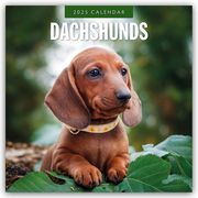 Dachshunds - Dackel - Dachshunde 2025 - 16-Monatskalender  9781804424537