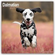 Dalmatian - Dalmatiner 2025 - 16-Monatskalender  9781804603369