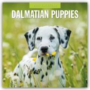Dalmatian Puppies - Dalmatiner Welpen 2025 - 16-Monatskalender  9781804424544
