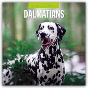 Dalmatians - Dalmatiner 2025 - 16-Monatskalender  9781804424551